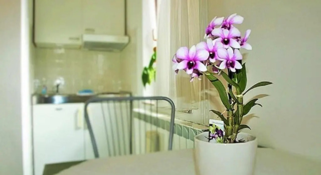 Apartment Koric
