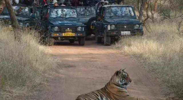 Ranthambore Tiger Home