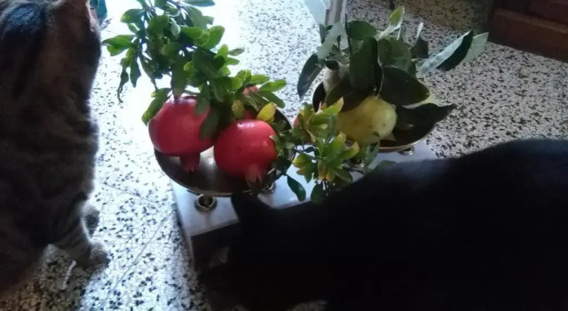 Номер Deluxe I Quattro Gatti