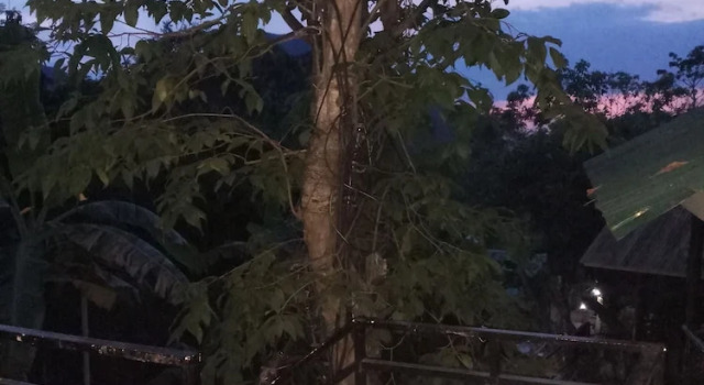 Номер Standard Phi Phi Jungle Hill Bungalow