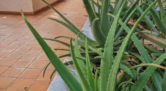 Balancon pool, Prenota Appartamento Hotel a Tenerife con piscina, Piscina