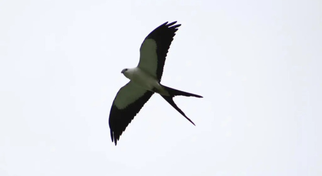 Elegant Home in Private Ecological Property, with Private River - Bird Watching 240 Bird Species, Prenota Hotel Nanegal Pichincha