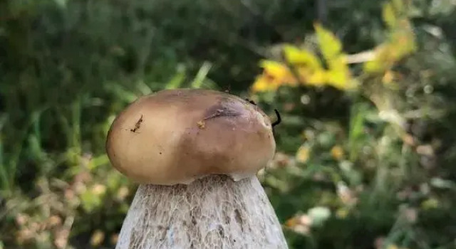 Ristiina Apartment with Sauna, Buchen Sie Ferienwohnung Hotels in Ostfinnland mit Parkplatz, Parkplätze