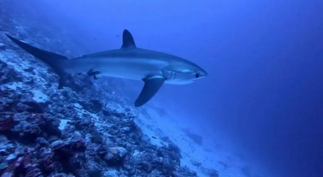 Tiger Shark Residence