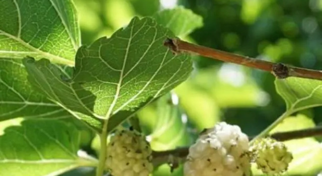 Студия Agriturismo Le Fornase