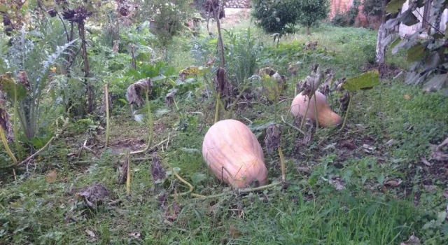 Номер Standard Eco Garten Guest House