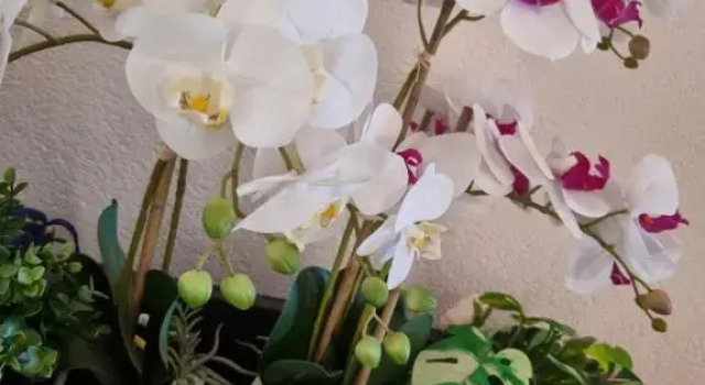 Апартаменты Alloggio Orchidea