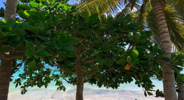 Номер Standard Bequia Beachfront Villas