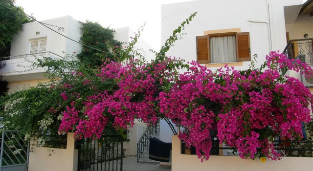 Artemis Apartments