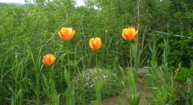 Коттедж c 1 комнатой Ásgeirsstaðir Holiday Homes