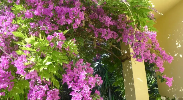 Номер Standard St. Thomas Bed and Breakfast