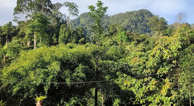 Двухместный номер Superior Green Forest Tangkahan