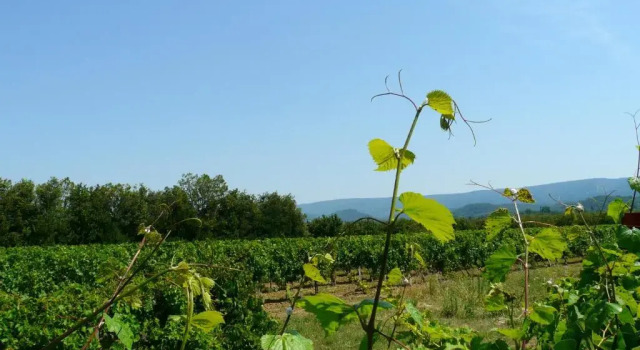 Коттедж Demeure de charme du 18ème siècle à Gordes avec une magnifique vue sur le Luberon depuis sa piscine et pool-house, 12 personnes, LS2-107 VANADO