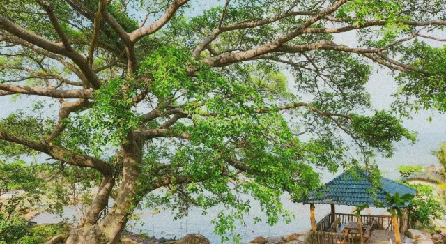 Номер Standard Casa De Sol Resort Phu Quoc