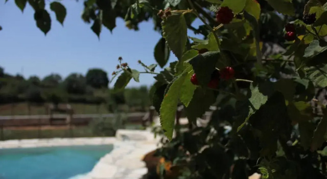 Il Trullo del Contadino