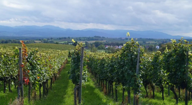 Weingut Landmann Ferienwohnungen