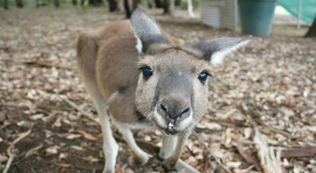 Diamond Forest Farm Stay, Buchen Sie Bauernhof Manjimup Western Australia