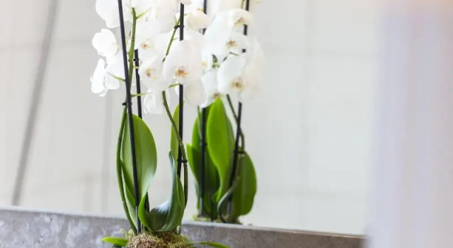 Семейный номер Standard Hôtel Villa Madame - Saint-Germain-des-Prés