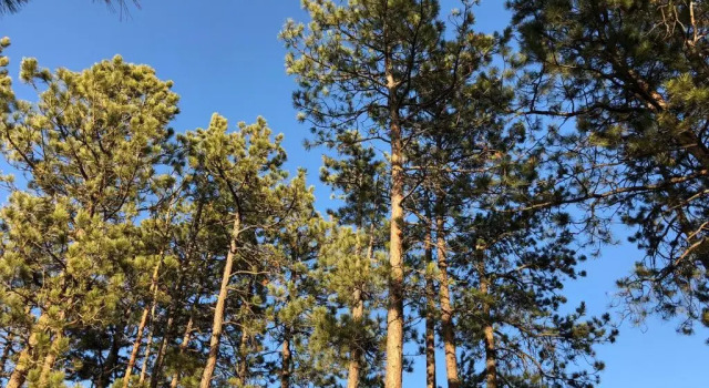 Номер Economy Rockerville Lodge & Cabins