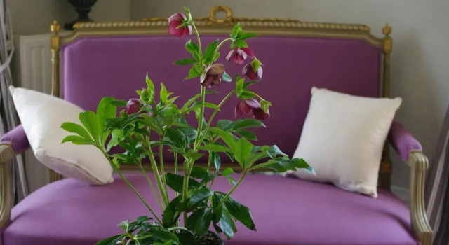 Номер Deluxe La Bergerie Du Château De Pommeuse