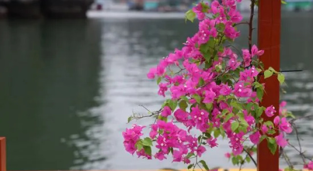 Cat Ba Fishing Village Bay House