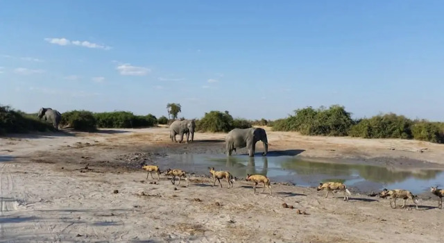 Ihaha Mobile Camp, Book Campground Chobe National Park Northwest District