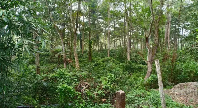Номер Standard Siddhartha Wildlife Retreat