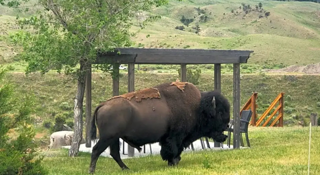Номер Standard с 3 комнатами Yellowstone Gateway Inn