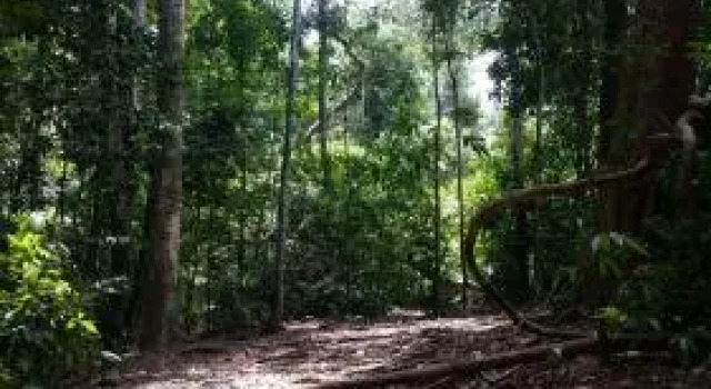 Terimakasih Bar and Guesthouse, Rezervovat Penzión Hotely v Gotong Royong se snídaní, Snídaně