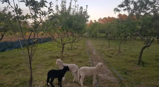 Коттедж Quinta da Lage