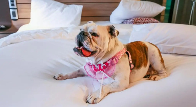 Апартаменты Novotel Sorocaba