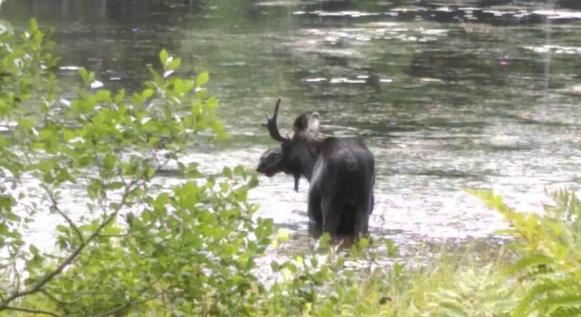 Tentrr - Pondwood Pines in Wonalancet, Забронировать Апартаменты/квартира Темворт White Mountains
