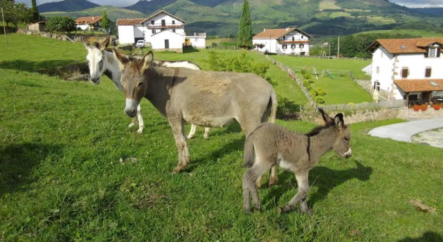 Коттедж Casa Rural Gananea