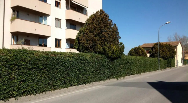 Cisanello House