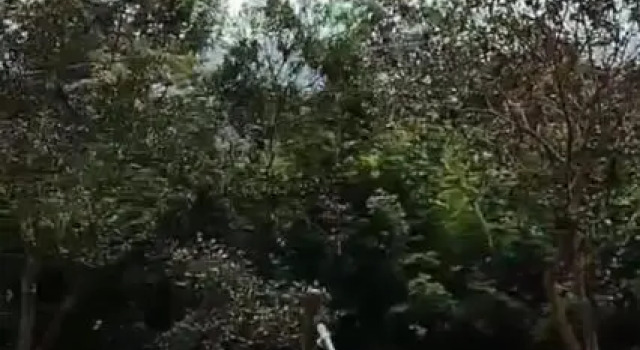 Pousada Canto Da Lua - Macacos