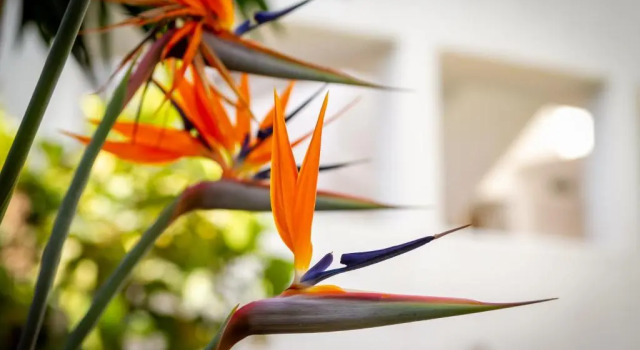Апартаменты Endless Sunset Banus Suite