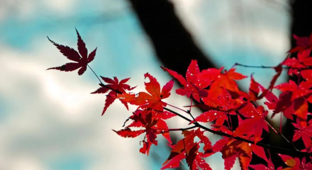 Двухместный номер Standard Stay SAKURA Kyoto Nijo Seasons