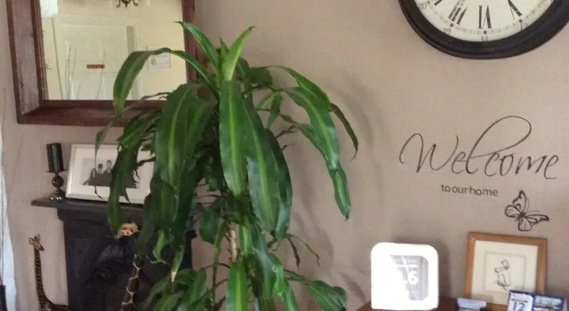 Elements B&B