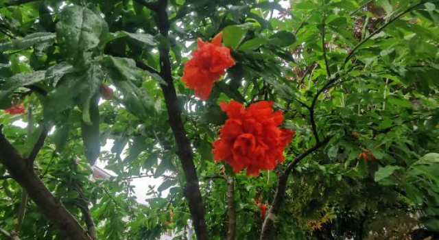 Zhangjiajie Runhuaiju Homestay