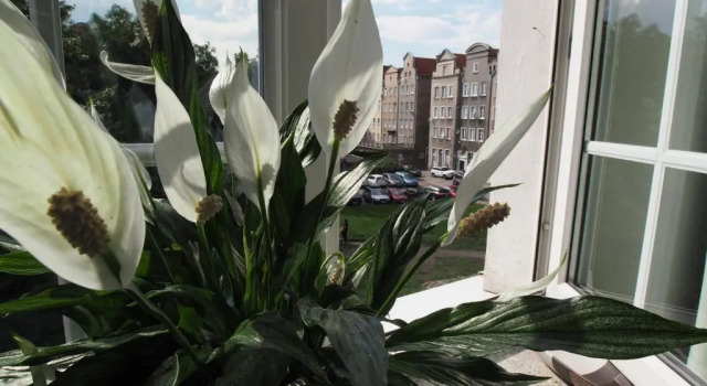 Студия Grand-Tourist Trident Apartments