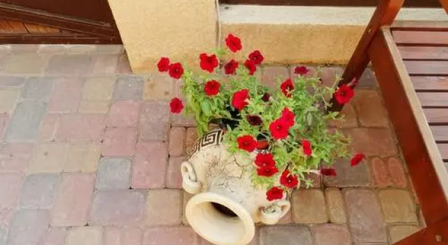 Guest House Abrikos
