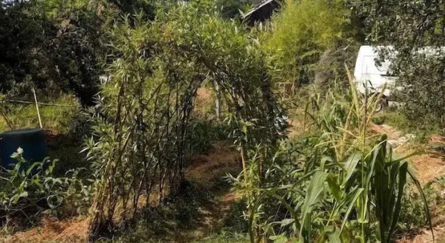 La Piraterie Des Galinoux