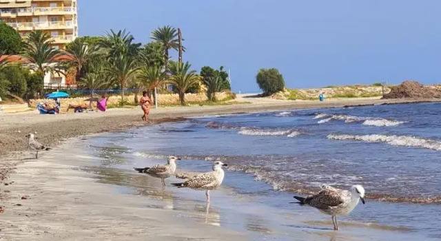 Sunflower residence first line by the sea