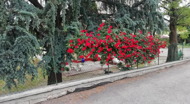 Apartment Villa Lilli 3