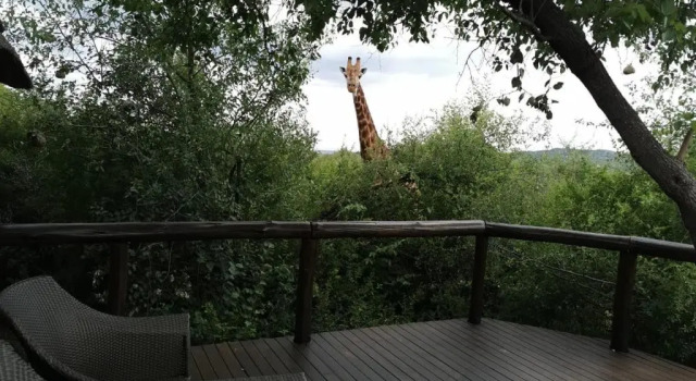 Семейный номер Standard Motswiri Private Safari Lodge