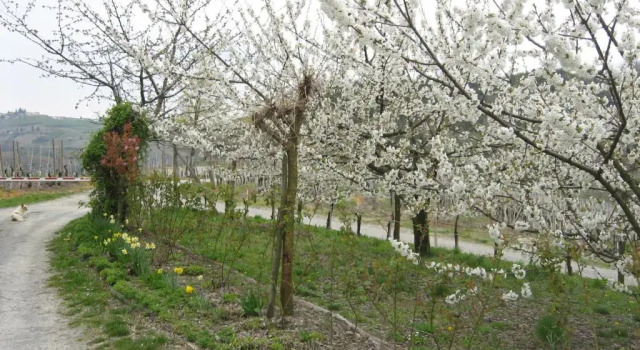 Номер Standard Agriturismo Cascina Serra