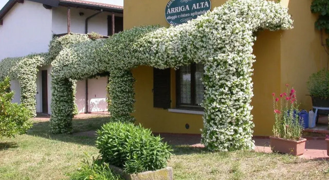 Arriga Alta