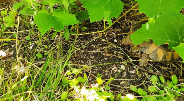 Вилла The Turtles Garden