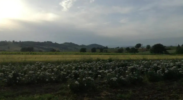 Апартаменты Цокольный этаж Agriturismo cavallin del papa