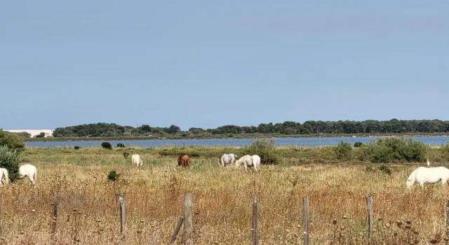 Апартаменты La Cigale de Mer 100 m from the Beach and the City Center of Grau du Roi